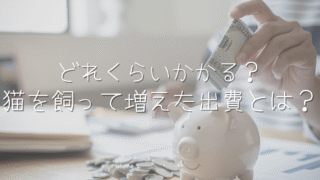 猫との暮らしでかかるお金って？リアルな出費と節約ポイント