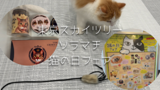 猫の日のおでかけ記録｜ソラマチで猫とふれあい、心ほぐれる時間