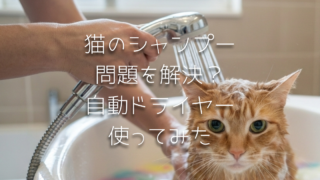 長毛猫のおうちケア記録｜猫のドライヤーハウスを使って感じたこととおすすめポイント